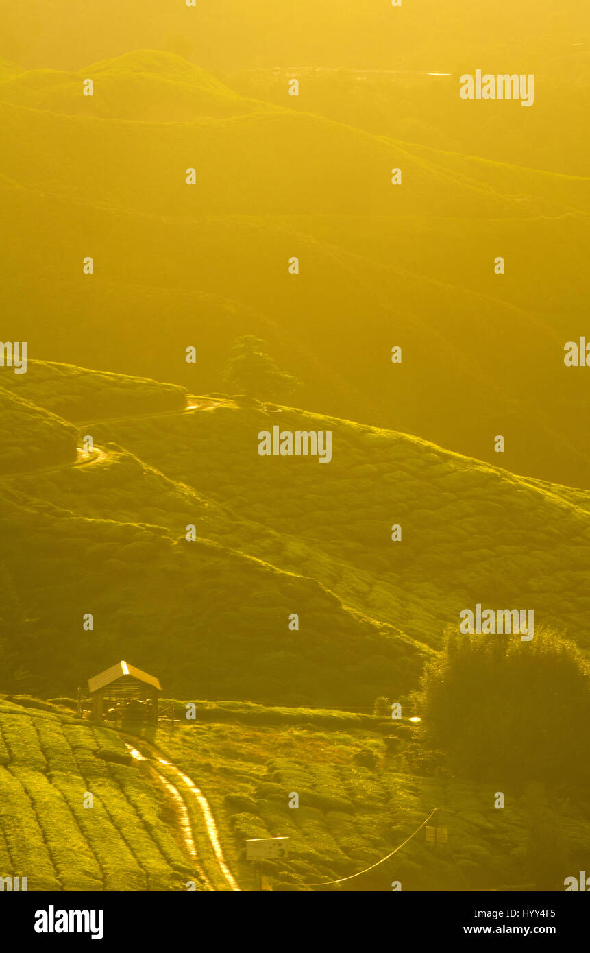 misty morning at cameron highlands , malaysia Stock Photo - Alamy