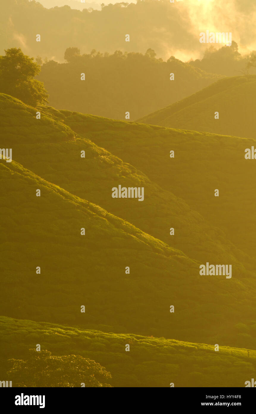 misty morning at cameron highlands , malaysia Stock Photo - Alamy