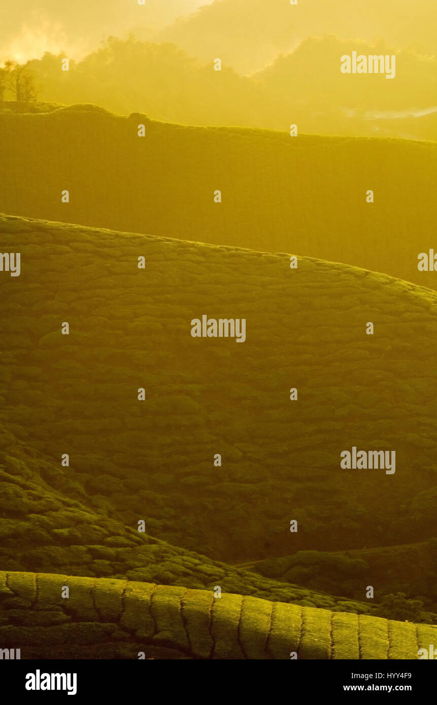 misty morning at cameron highlands , malaysia Stock Photo - Alamy