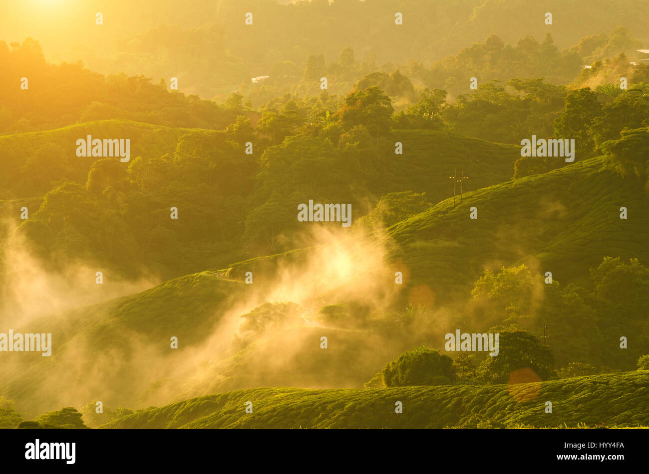 misty morning at cameron highlands , malaysia Stock Photo - Alamy