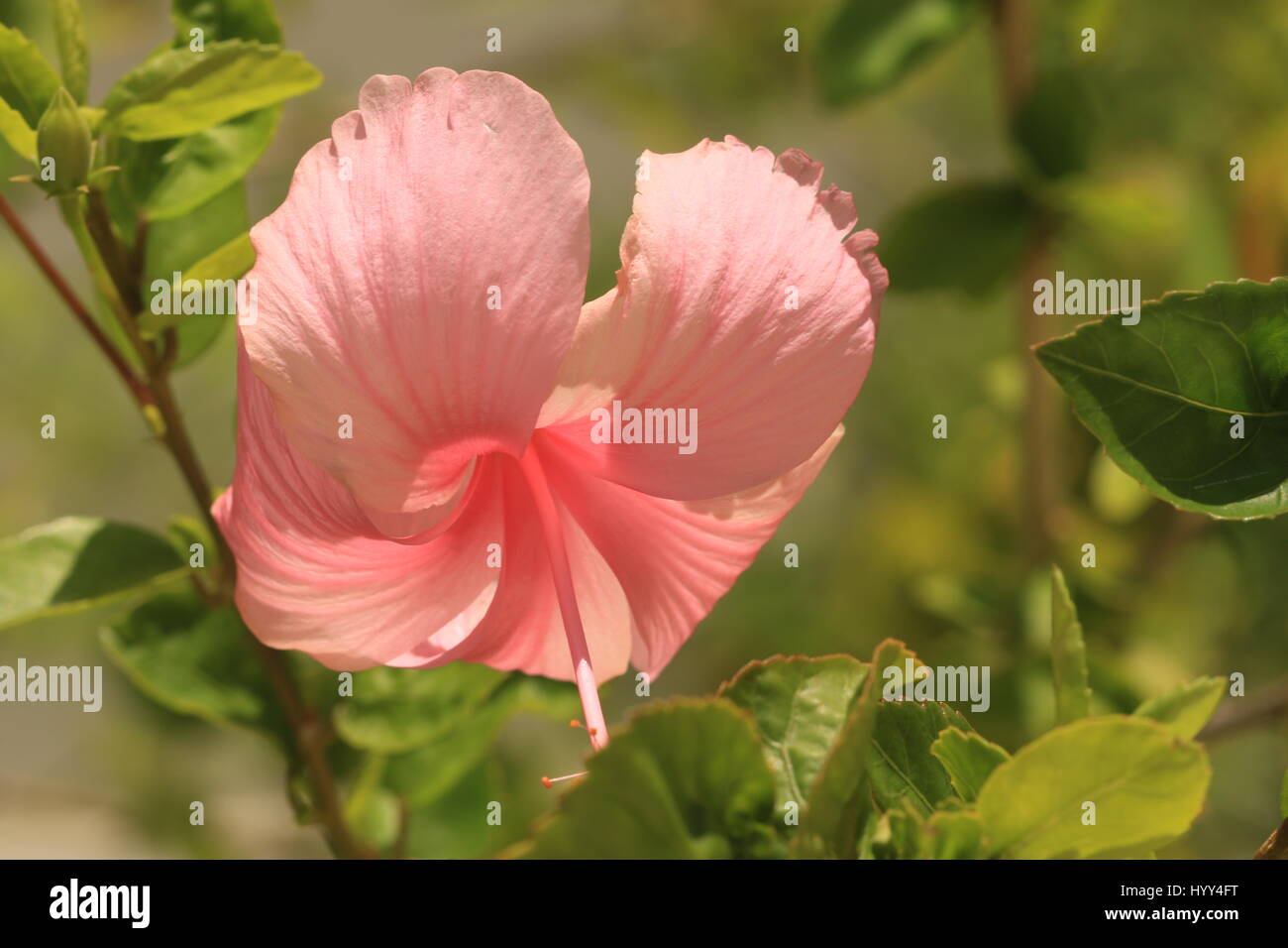 Tropical pink hibiscus growing in Jamaica Stock Photo
