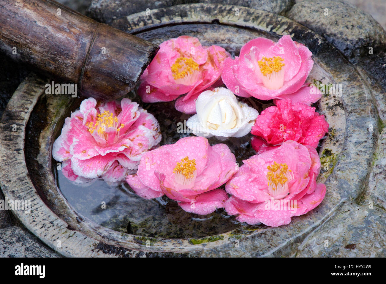 Camellia flowers in a Japanese fountain with raindrops Stock Photo
