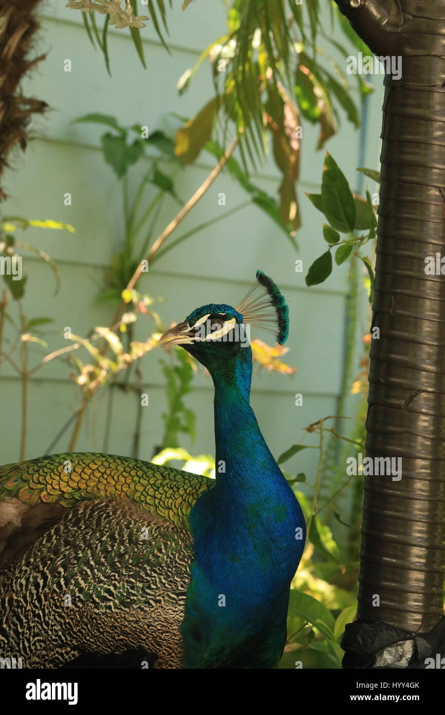 Beautiful peacock in the wild in Jamaica Stock Photo