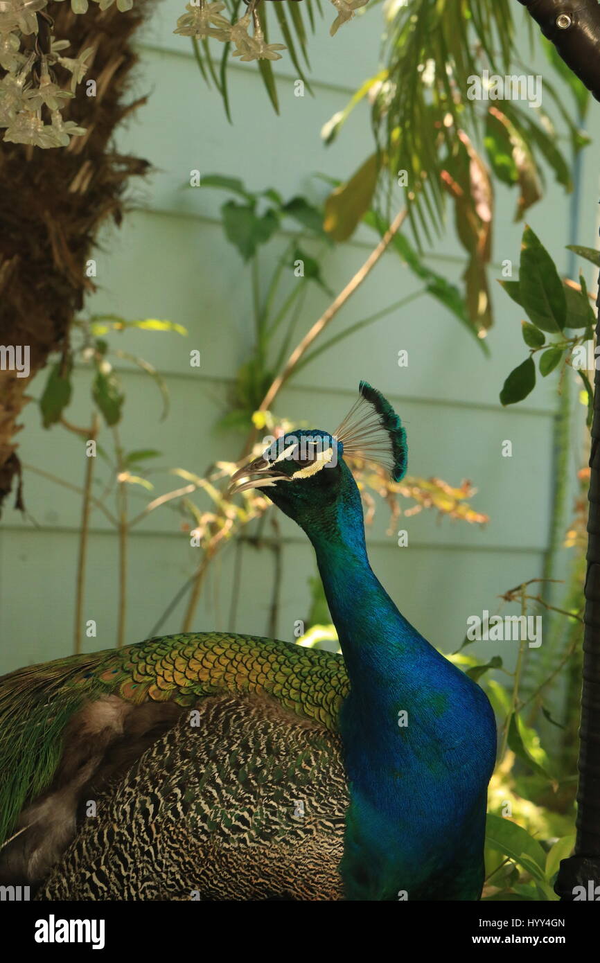 Beautiful peacock in the wild in Jamaica Stock Photo