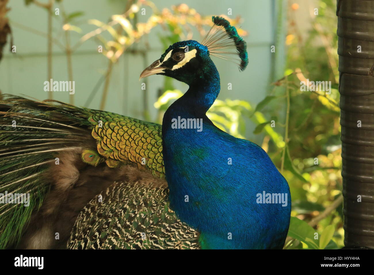 Beautiful peacock in the wild in Jamaica Stock Photo