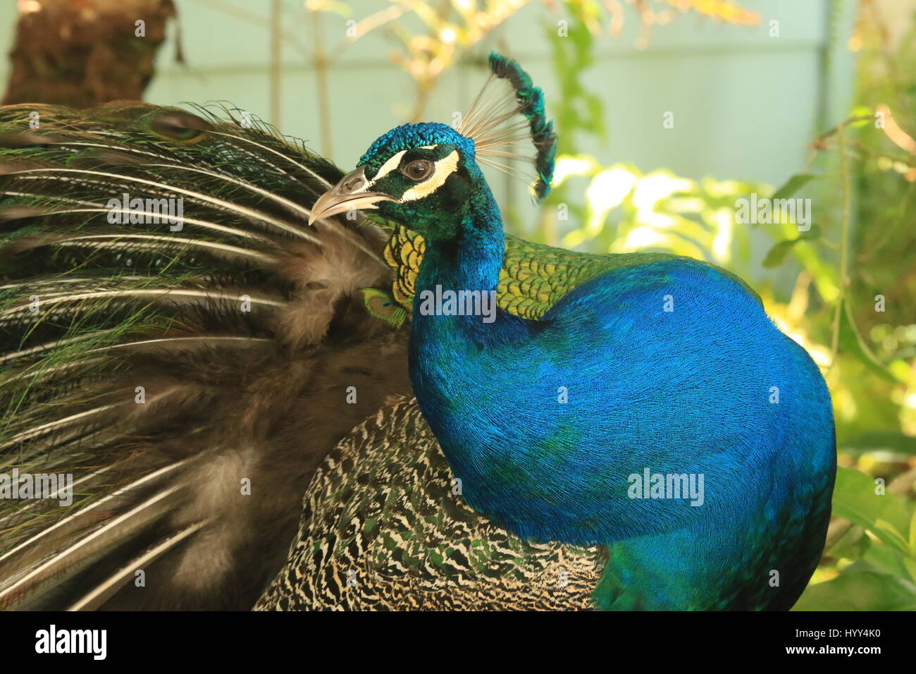 Beautiful peacock in the wild in Jamaica Stock Photo