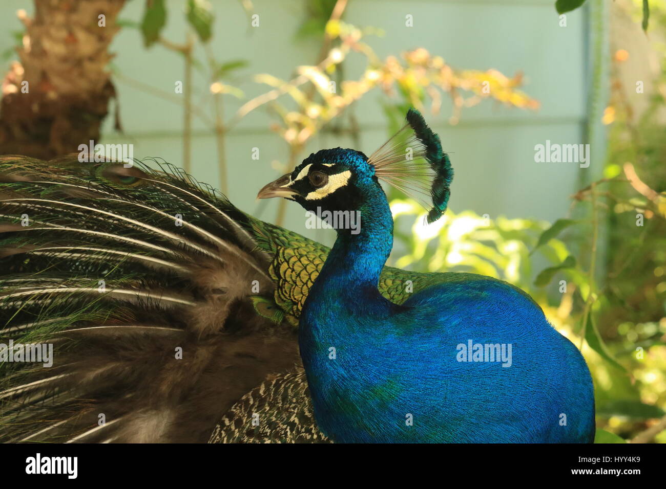 Beautiful peacock in the wild in Jamaica Stock Photo