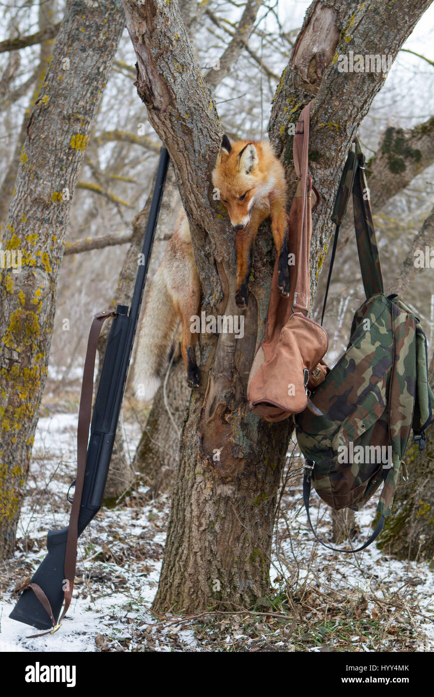 Dead foxes after the hunt in the woods Stock Photo Alamy