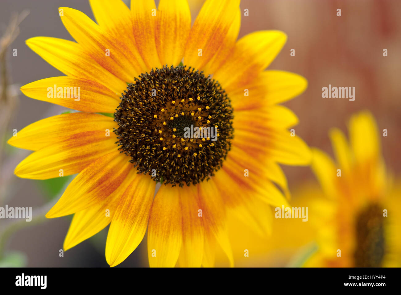 Sunflower in Spring Stock Photo Alamy