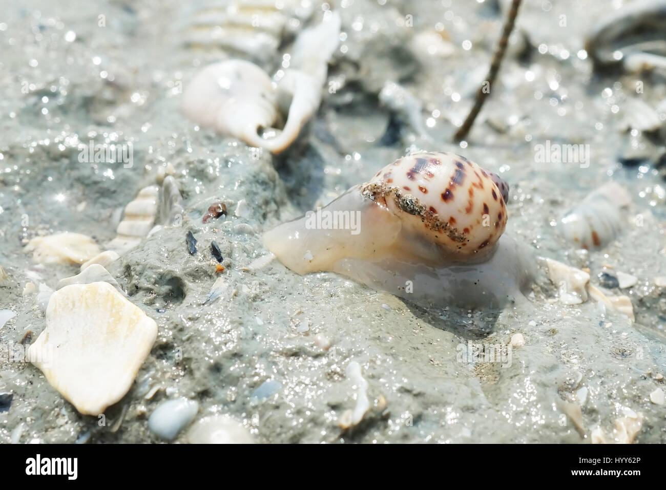 Snail Shot Close Up Shot of a Sea Snail Stock Photo - Alamy