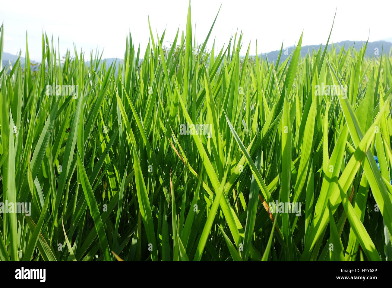 Fresh Green Grass Stock Photo - Alamy