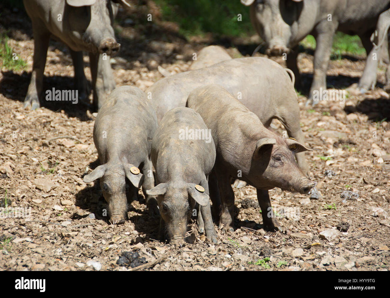 ARACENA, HUELVA PROVINCE, ANDALUCIA, SPAIN. Black Iberian free-range Lampino piglets foraging for acorns in the dehesa. Stock Photo