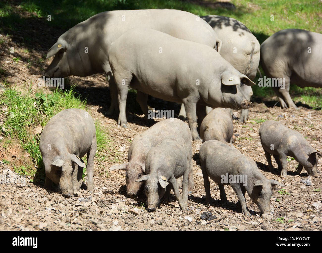 ARACENA, HUELVA PROVINCE, SPAIN. Black Iberian Lampino pigs (adults and piglets) foraging for acorns in the dehesa. Stock Photo