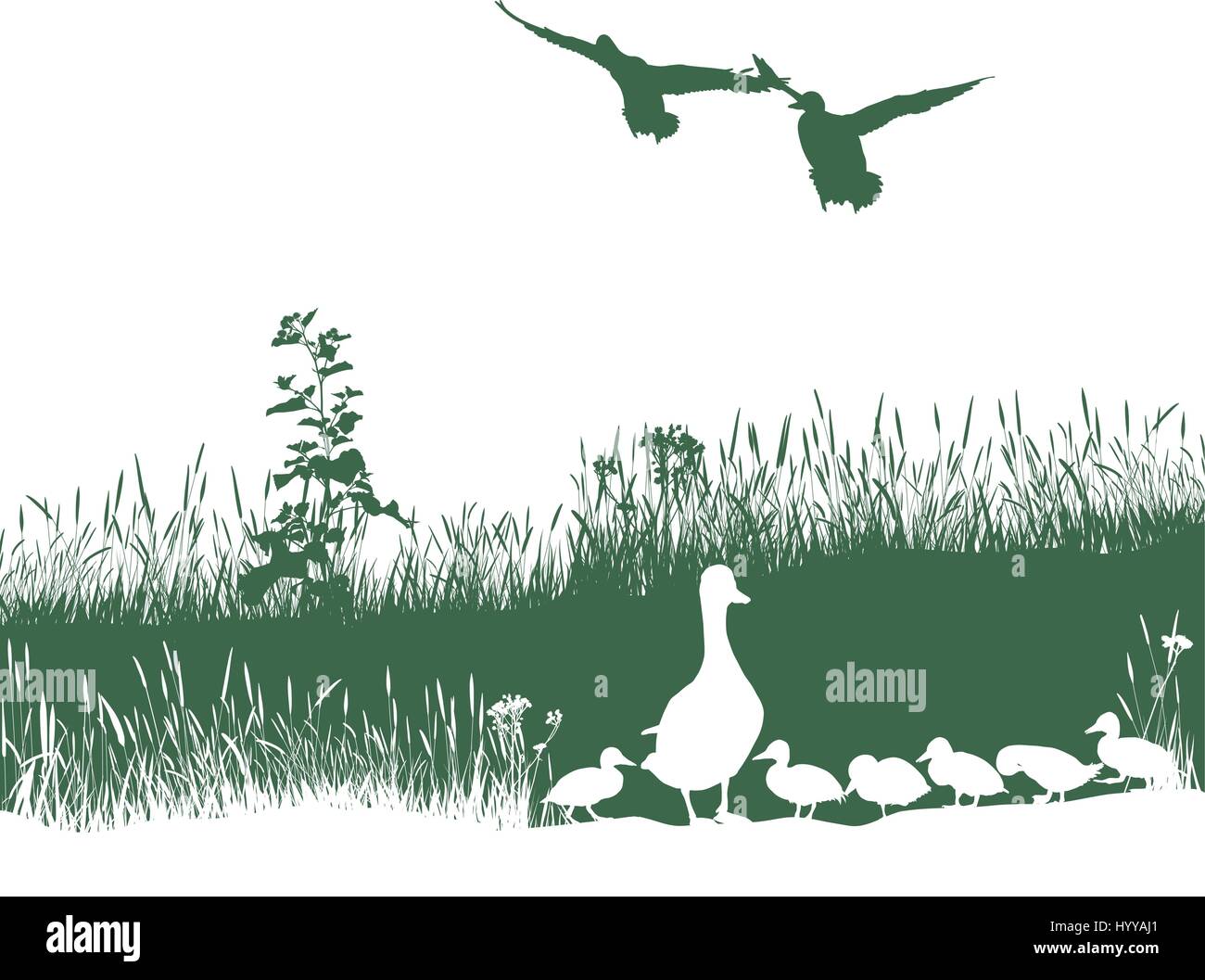 Wild duck spring Stock Vector