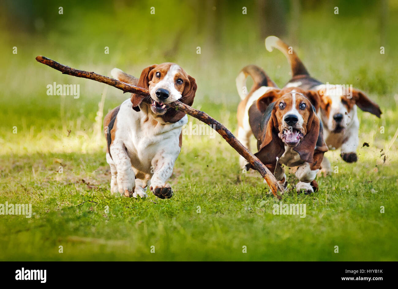 BASSETT hounds are proving once again how hilarious this breed of dogs can be as they pull the funniest expressions while running towards their owners. The side-splitting pictures show the basset hounds pulling all sorts of funny faces as their droopy skin struggles to keep up with the rest of their body. Other shots show the dog playing fetch and fighting with one another as their skin tries to envelope them. The images were captured by Russian photographer Ksenia Raykova as she took the dogs for some playtime in a local forest. Stock Photo