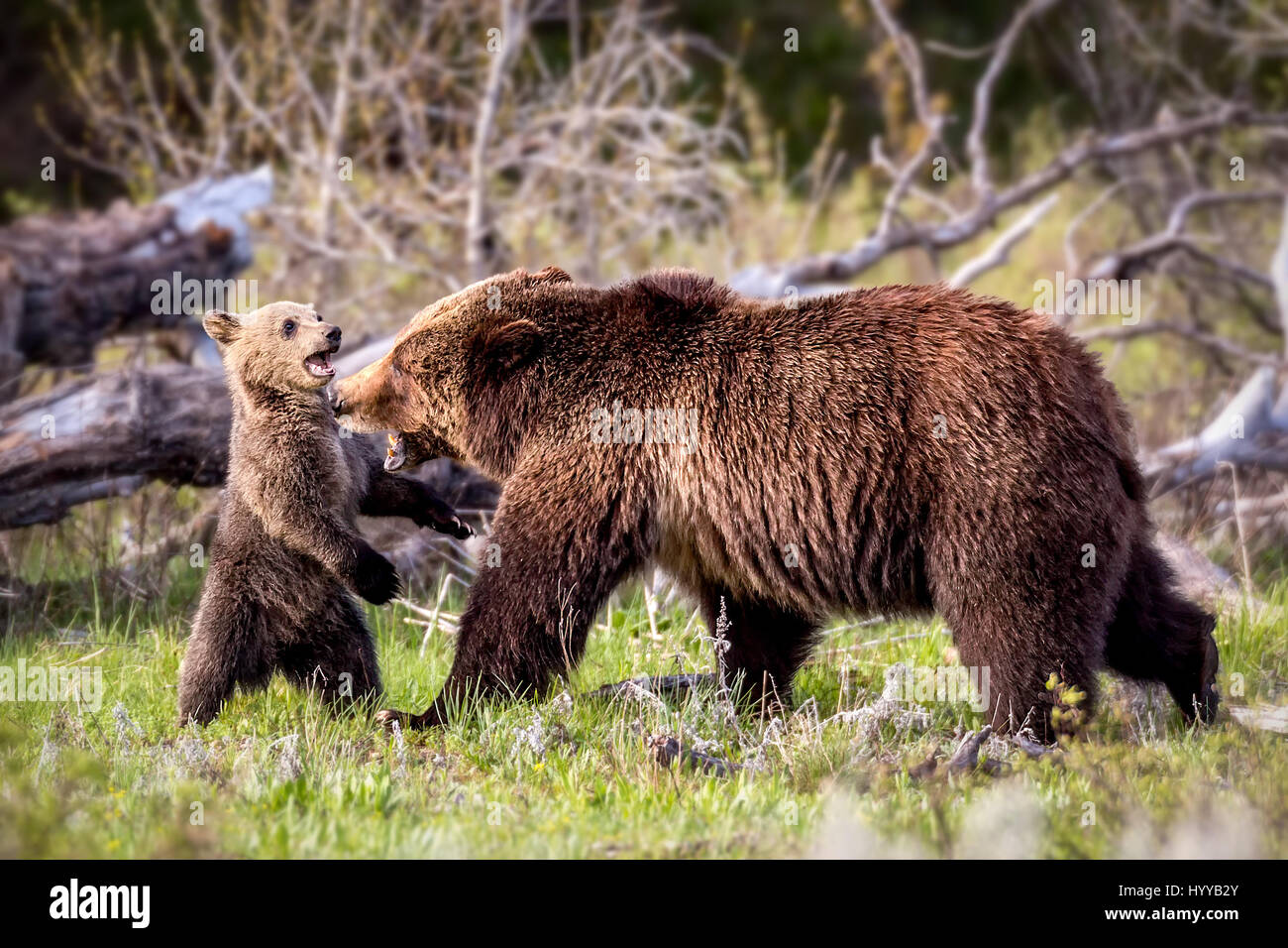 THE MOST adorable bear cub you’re likely to see cannot stop showering ...
