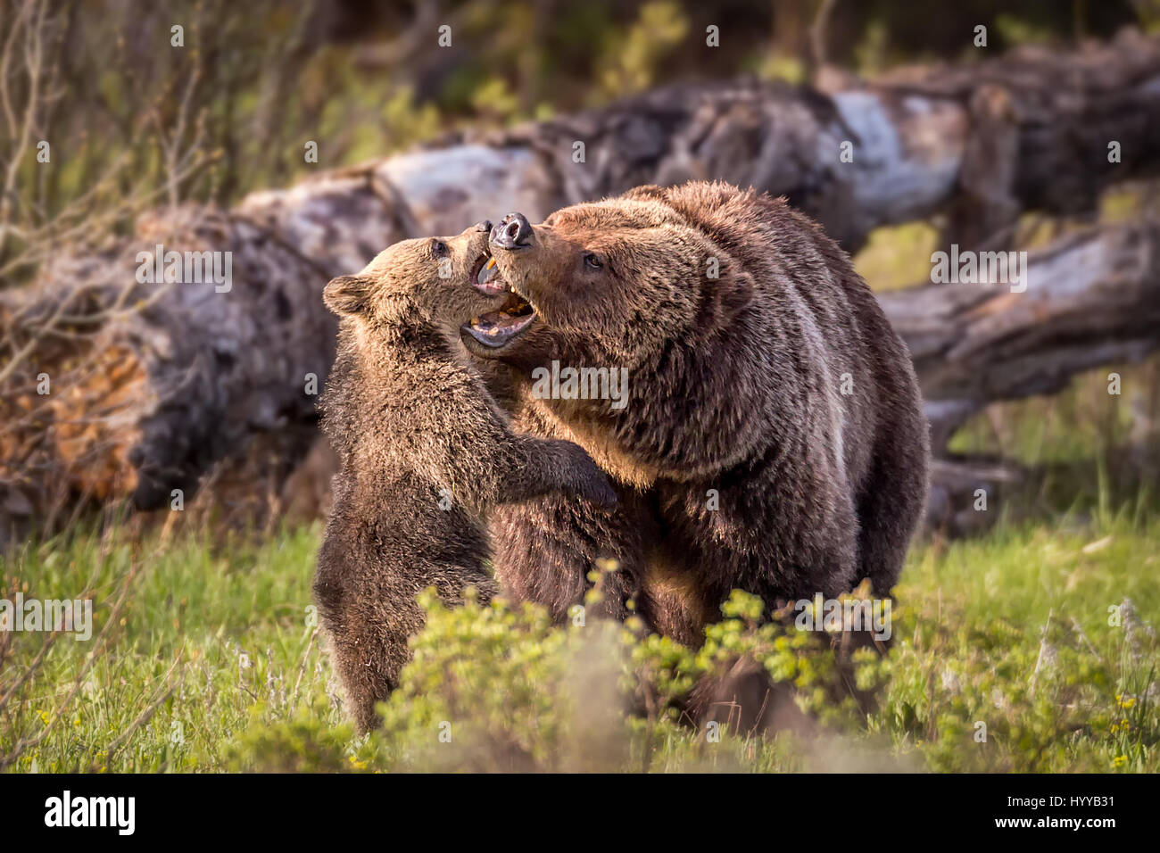 THE MOST adorable bear cub you’re likely to see cannot stop showering his mother with kisses. The pictures show the mama bear enjoying rough and tumble with her four-month old offspring before the pair succumb to the heart-melting mother-baby affection we see in these photographs of wild grizzlies. The stunning images were captured by photographer Troy Harrison (47) from Nashville in Tennesse, USA at the Grand Teton National Park in Wyoming. Stock Photo