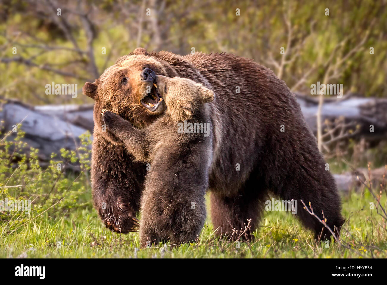 THE MOST adorable bear cub you’re likely to see cannot stop showering his mother with kisses. The pictures show the mama bear enjoying rough and tumble with her four-month old offspring before the pair succumb to the heart-melting mother-baby affection we see in these photographs of wild grizzlies. The stunning images were captured by photographer Troy Harrison (47) from Nashville in Tennesse, USA at the Grand Teton National Park in Wyoming. Stock Photo