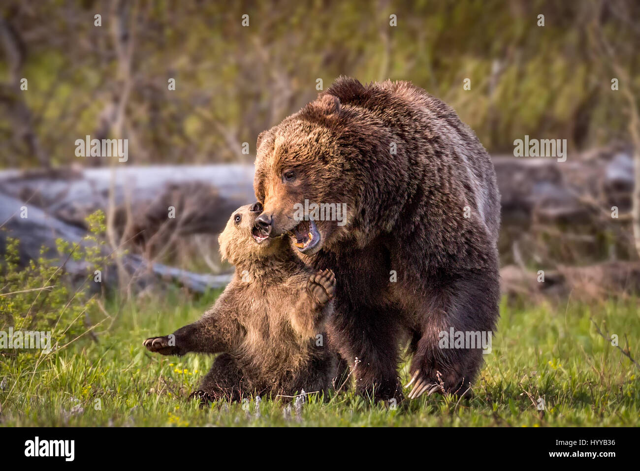 THE MOST adorable bear cub you’re likely to see cannot stop showering ...
