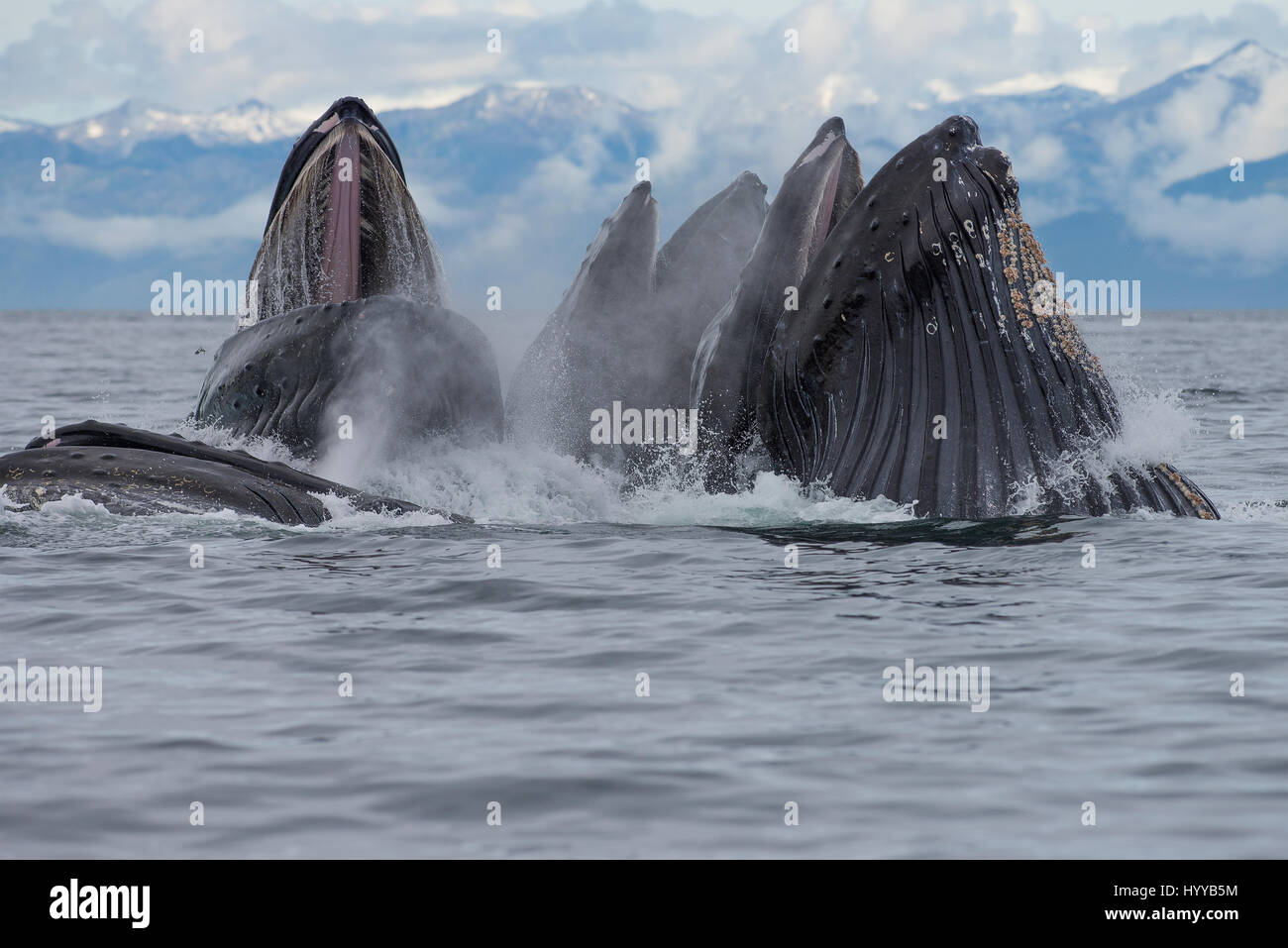 ALASKA, USA: Humpback whales bubble net feeding. SPECTACULAR images of humpback whales appearing to resemble a mountain range as they bubble net feed have been captured. The incredible series of pictures show how the thirty-tonne whales dive underwater to hunt their herring supper and then resurface to quickly gobble up their catch before the fish can make an escape. In another shot, a boat of fishermen watch the spectacle. Another image shows a humpback’s spout disappear high into the clouds. This amazing encounter was captured by American artist and photographer, Scott Methvin (58) in South  Stock Photo