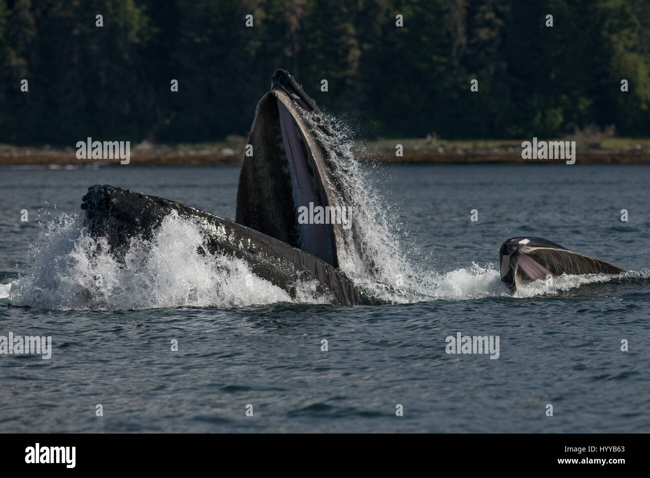 ALASKA, USA: Humpback whales bubble net feeding. SPECTACULAR images of humpback whales appearing to resemble a mountain range as they bubble net feed have been captured. The incredible series of pictures show how the thirty-tonne whales dive underwater to hunt their herring supper and then resurface to quickly gobble up their catch before the fish can make an escape. In another shot, a boat of fishermen watch the spectacle. Another image shows a humpback’s spout disappear high into the clouds. This amazing encounter was captured by American artist and photographer, Scott Methvin (58) in South  Stock Photo