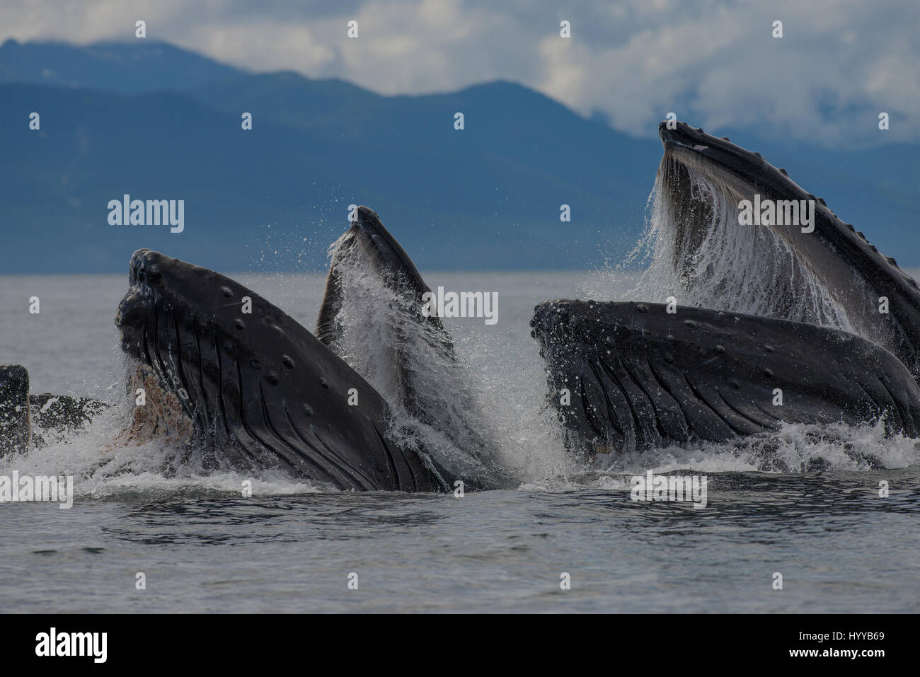 ALASKA, USA: Humpback whales bubble net feeding. SPECTACULAR images of humpback whales appearing to resemble a mountain range as they bubble net feed have been captured. The incredible series of pictures show how the thirty-tonne whales dive underwater to hunt their herring supper and then resurface to quickly gobble up their catch before the fish can make an escape. In another shot, a boat of fishermen watch the spectacle. Another image shows a humpback’s spout disappear high into the clouds. This amazing encounter was captured by American artist and photographer, Scott Methvin (58) in South  Stock Photo