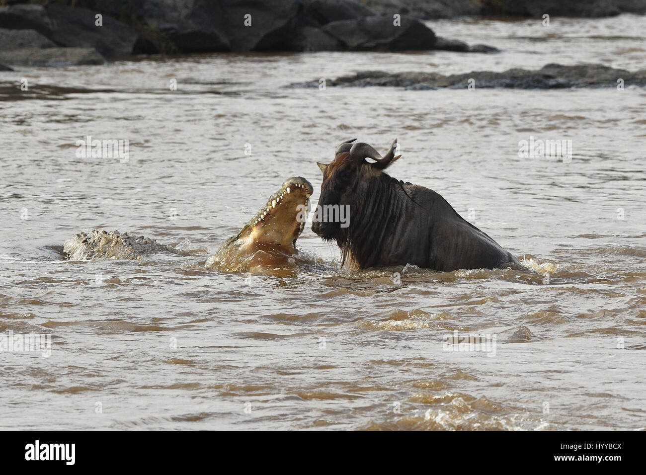 MASAI MARA, KENYA: DRAMATIC images have revealed the moment a hungry 880-pound crocodile emerged from the water to attack one unlucky wildebeest crossing a river. The incredible pictures show the crafty croc stealthily swim towards the wildebeest before flinging open its jaws to sink its teeth into its neck. Subsequent photos show the Wildebeest rising out of the water trying to escape from its predator as its friends casually stroll by. The amazing images were taken at the Mara River, Masai Mara, Kenya by dental technician, Elmar Weiss (46). To take his pictures, Elmar used a Nikon D500 camer Stock Photo
