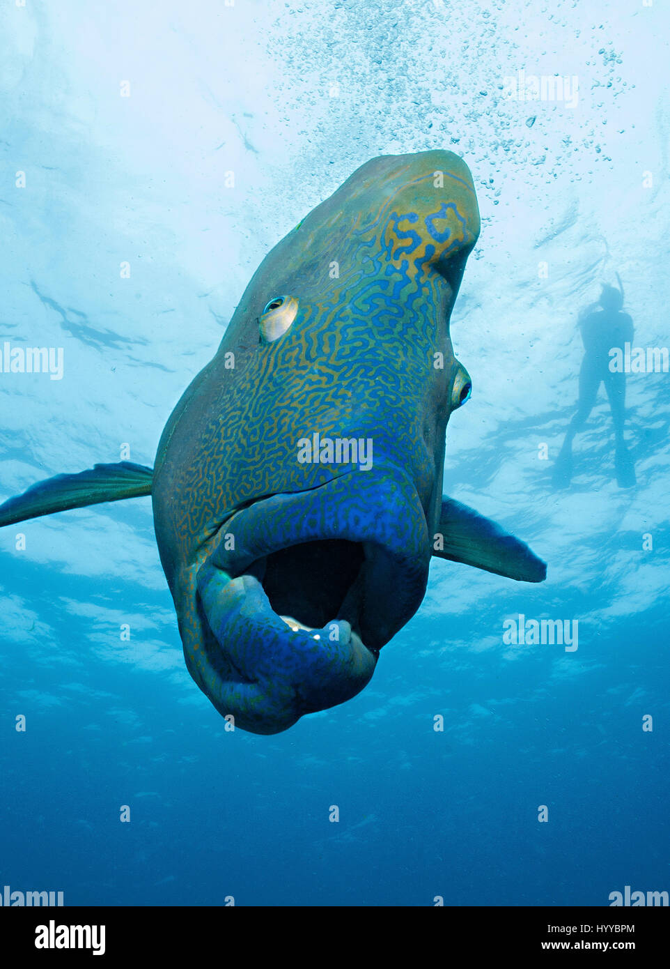 Giant fish with his mouth wide open. JAW-DROPPING role reversal pictures appear to show a huge five-foot-long fish swallowing a diver for his lunch. The diver’s legs look like they were dangling out of 330-pound Napoleon wrasse’s mouth as it attempts to gobble him whole, but in fact the lucky diver was actually behind the wrasse. Other spectacular shots show another diver’s head appear to poke of out the large fish’s mouth as the photographer created another eye-boggling optical illusion. The wrasse, which divers named Wally, seemed to enjoy human interaction and is pictured playing around wit Stock Photo