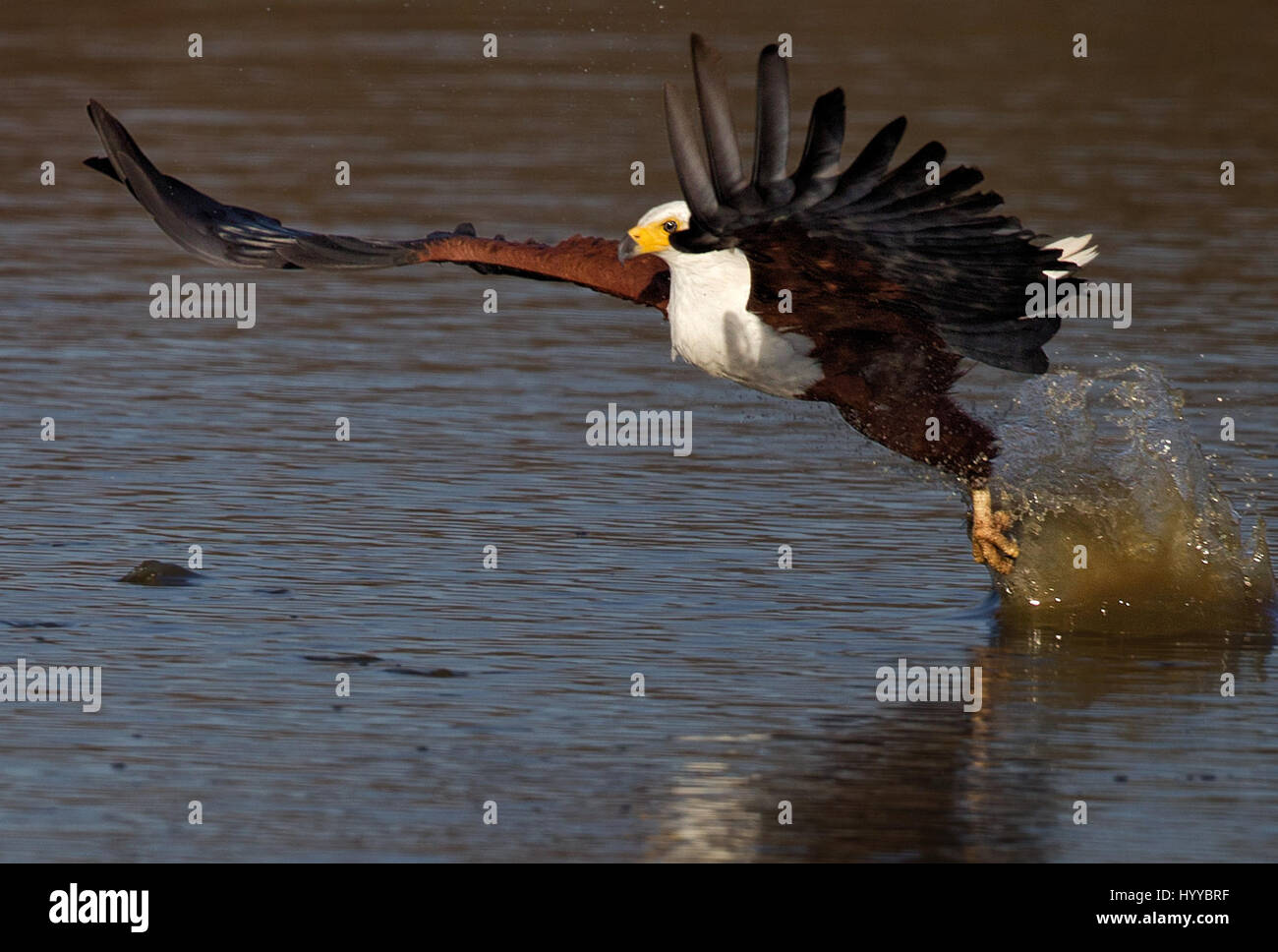 KRUGER NATIONAL PARK, SOUTH AFRICA: THE MOMENT a cheeky African Fish Eagle stole a hungry crocodile’s next meal has been captured by a gob-smacked tourist. The stunning shots show the large seven-pound eagle swoop in low to the water’s surface to catch a fish before flying off again. A peeved crocodile can be seen just behind the eagle as it looks forlornly at its catch escaping in the bird’s talons. While the fish would have only been an appetiser for the hungry croc it looks like it would make a substantial meal for the crafty eagle. The snaps were taken in Lower Sabie Dam in the Kruger Nati Stock Photo
