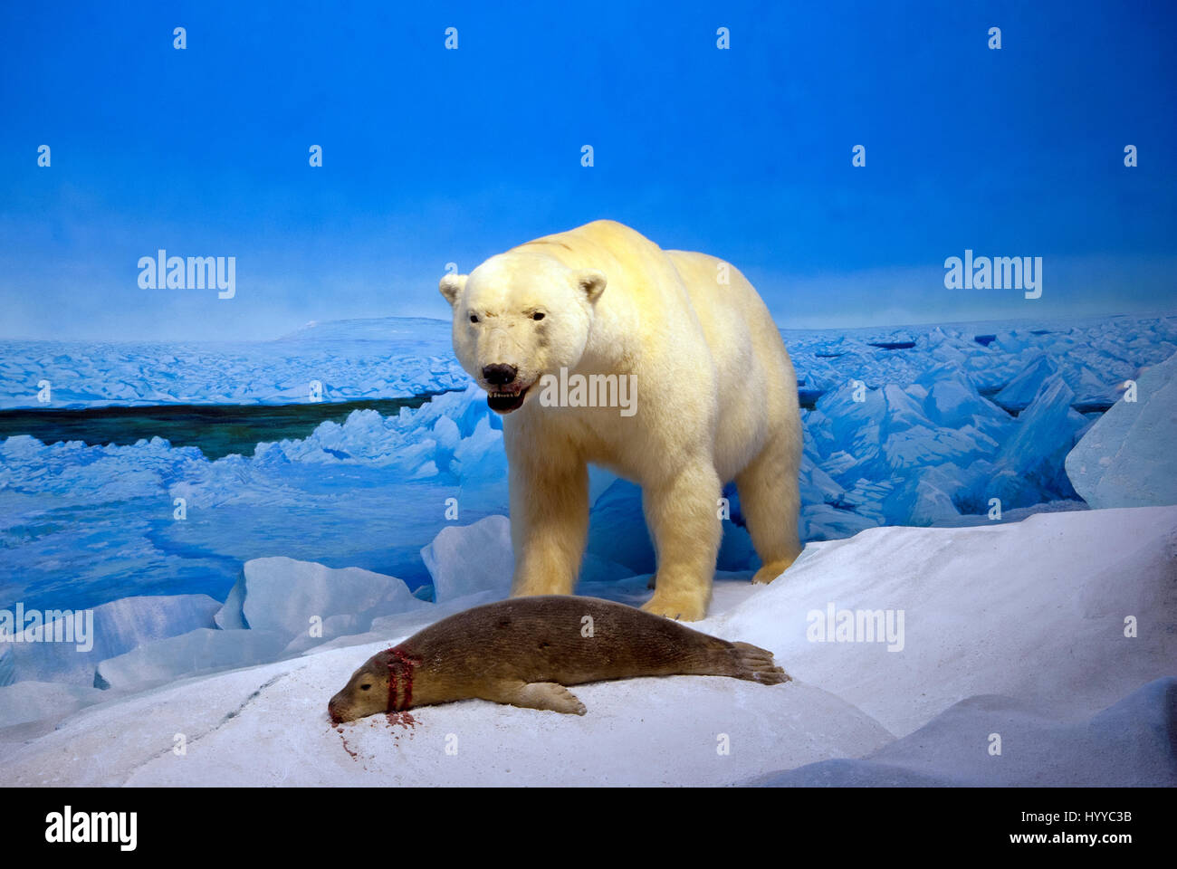Stuffed polar bear (Ursus maritimus) and seal, hunting scene,  Manitoba Museum, Winnipeg, Manitoba, Canada Stock Photo