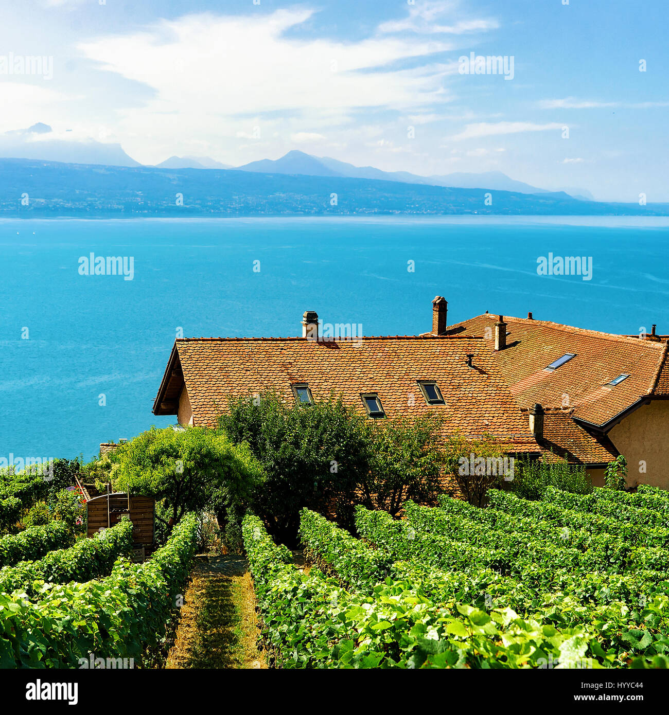 My Image 10
