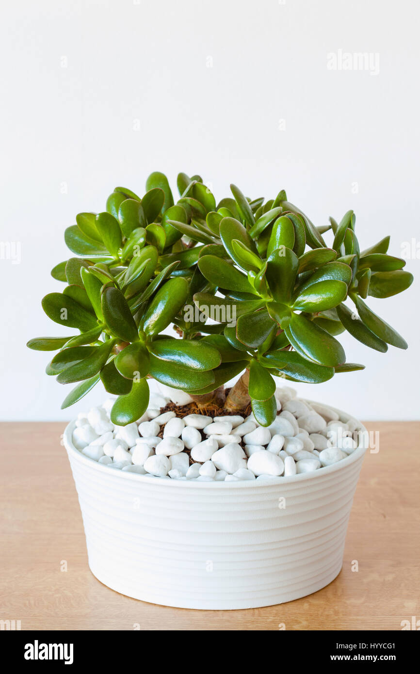 houseplant Crassula ovata jade plant money tree in white pot Stock