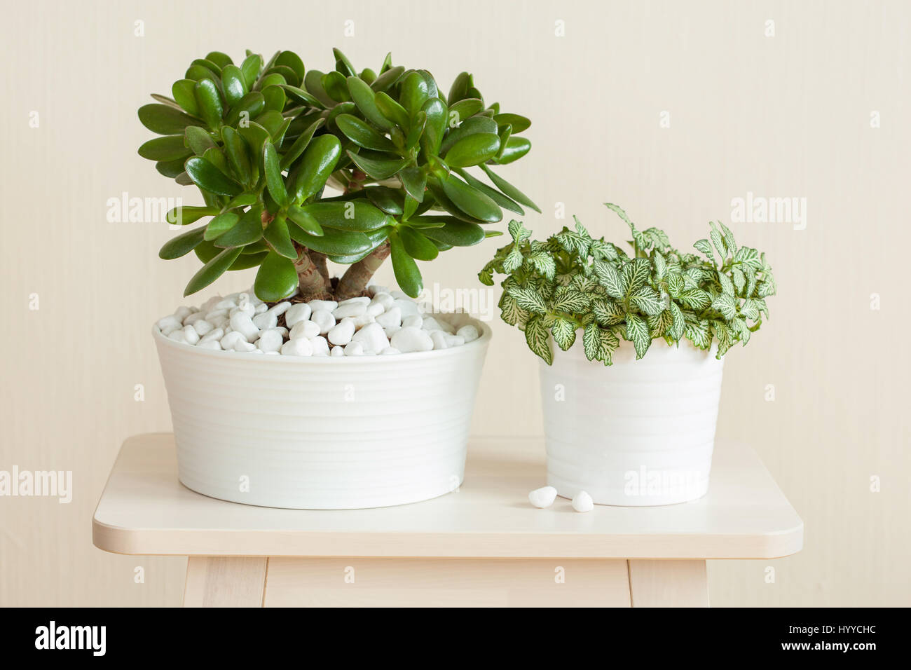 houseplant Crassula ovata jade plant money tree and fittonia in white pots Stock Photo