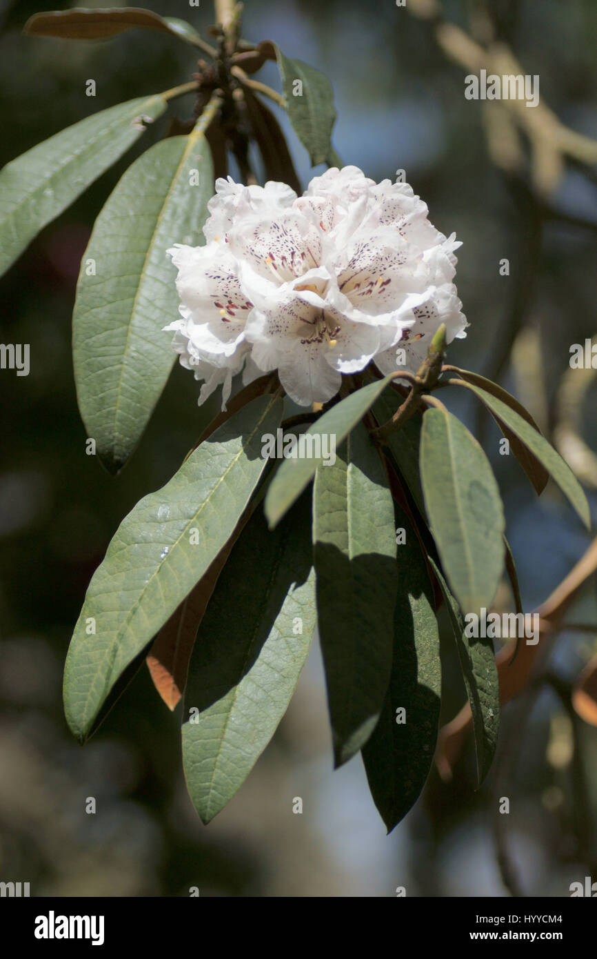 Rhododendron arboreum ssp. cinnamomeum Stock Photo