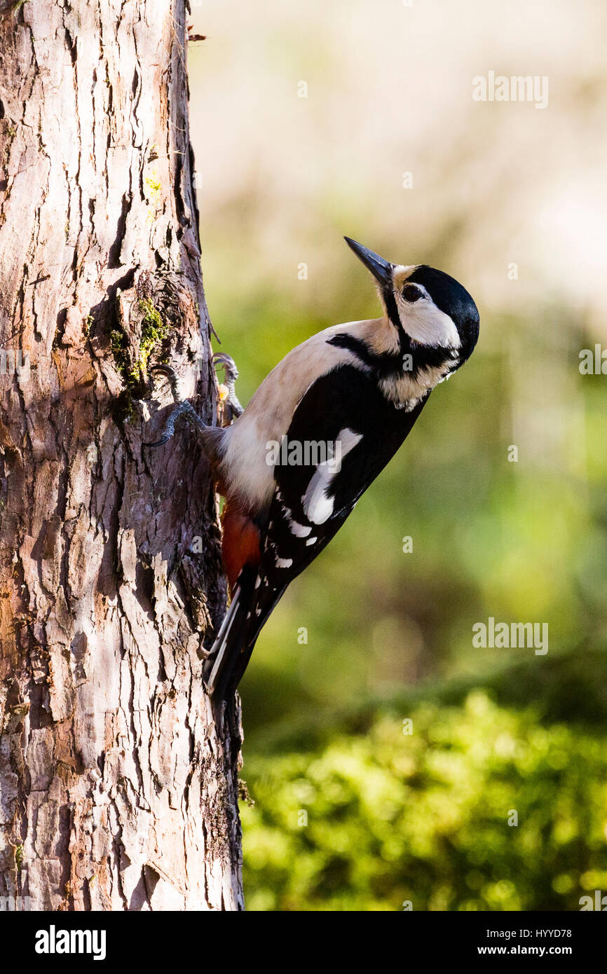 Greater spotted woodpecker in rural Wales woodlands Stock Photo