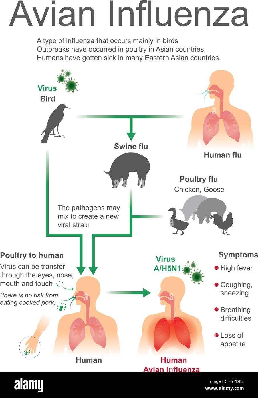 Type of influenza that occurs mainly in birds, outbreaks have occurred in poultry in Asian countries, human have gotten sick in many Eastern Asian cou Stock Vector