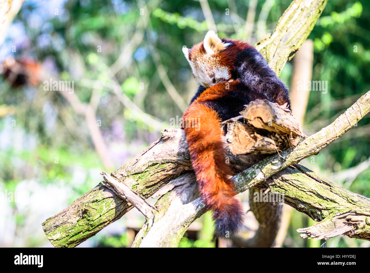 Cute small panda scratching itself and relaxing in the sun Stock Photo