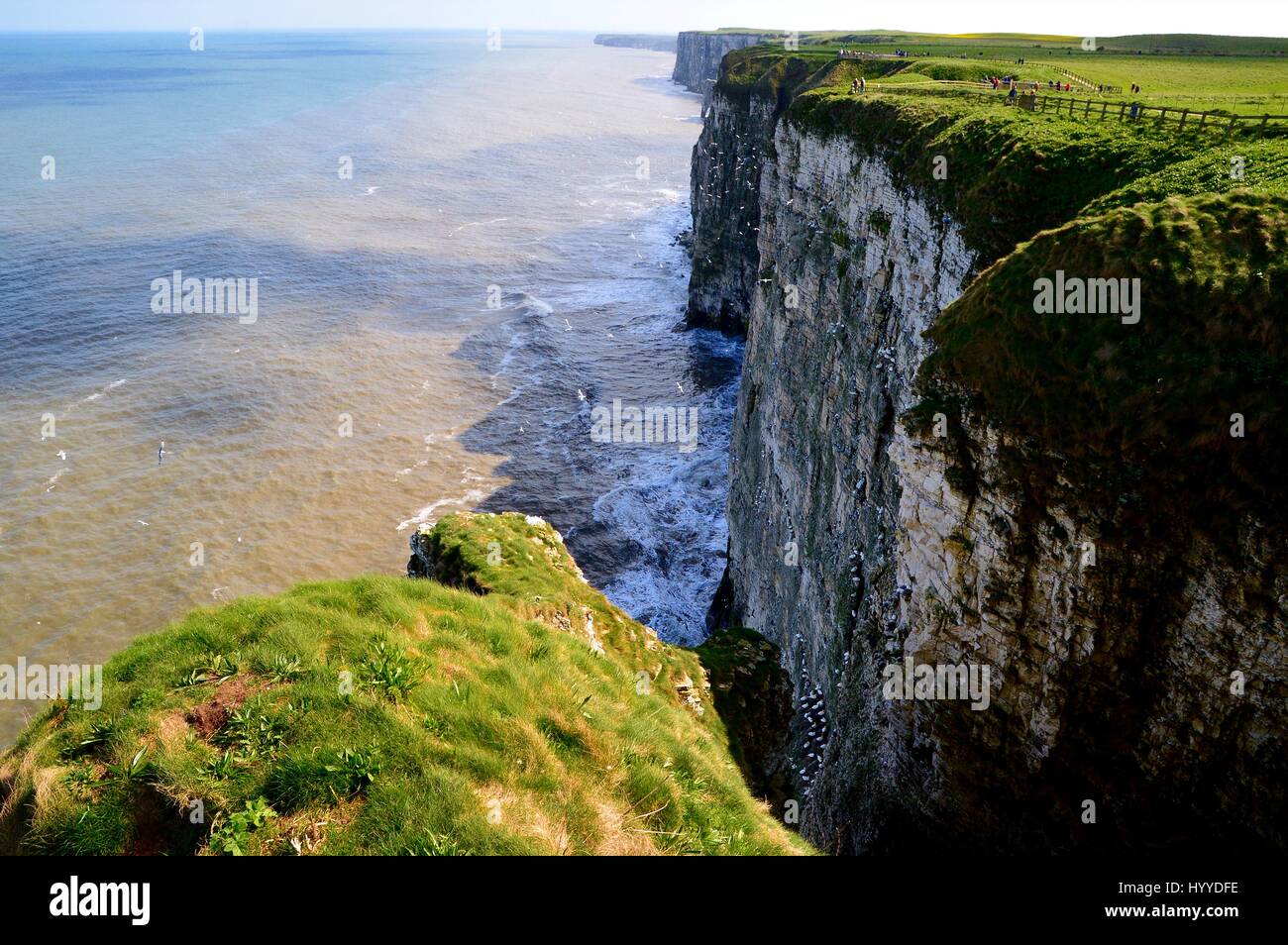 Bempton Cliffs, Flamborough Heritage Coast. Stock Photo