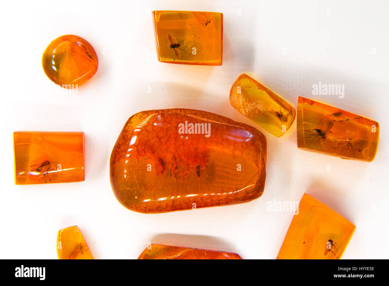 Exhibits of amber museum, insects frozen in amber. Hardened pieces of resin are used for making stylish Baltic jewelry. Palanga Amber Museum in botani Stock Photo