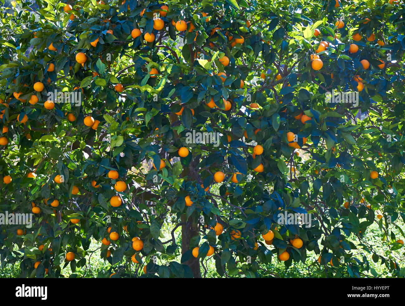 Orange tree with fruits, Soller, Serra de Tramuntana, Majorca, Spain Stock Photo