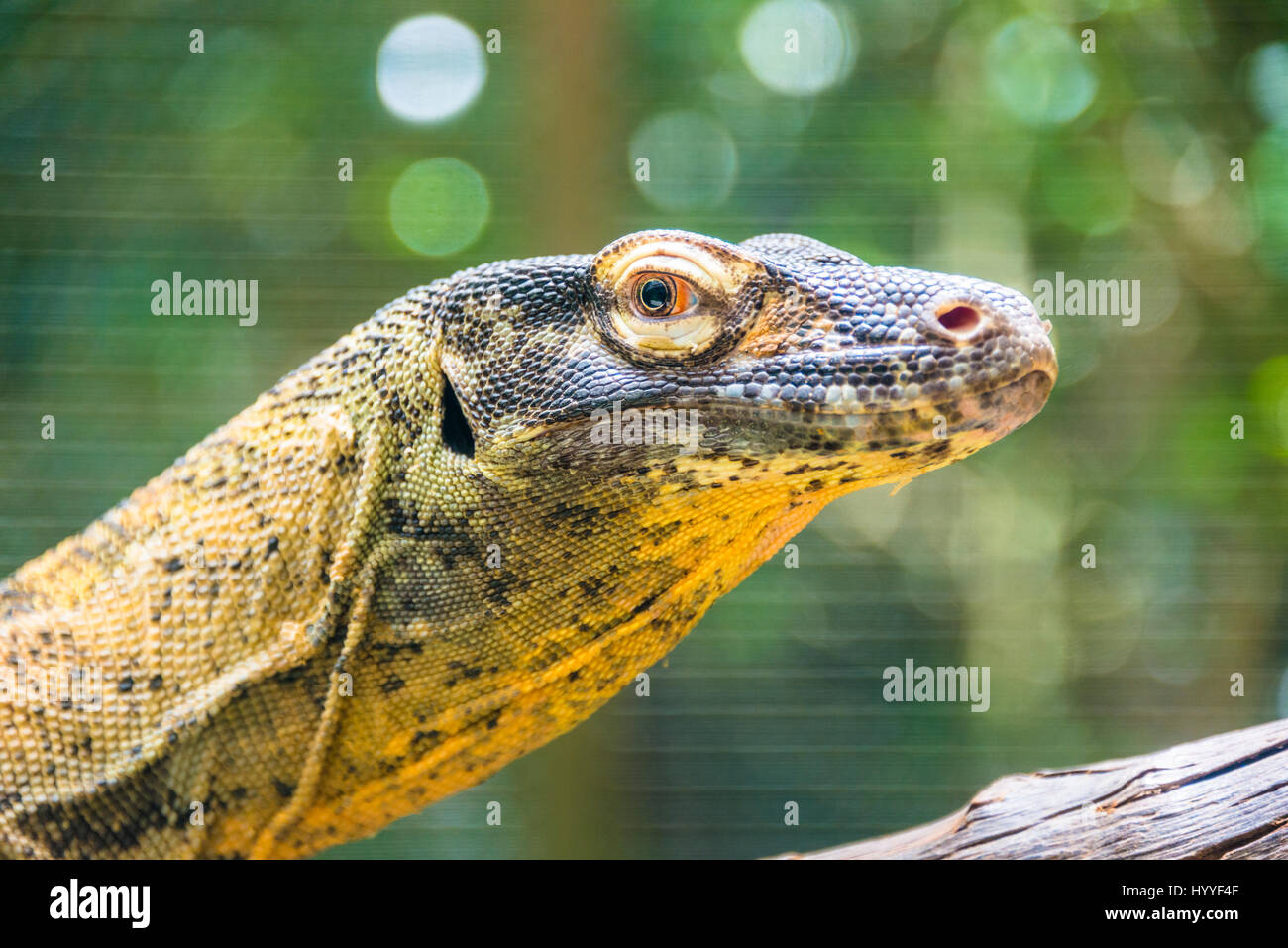 Monitor Lizard (Varanus), portrait, Singapore Zoo, Singapore Stock