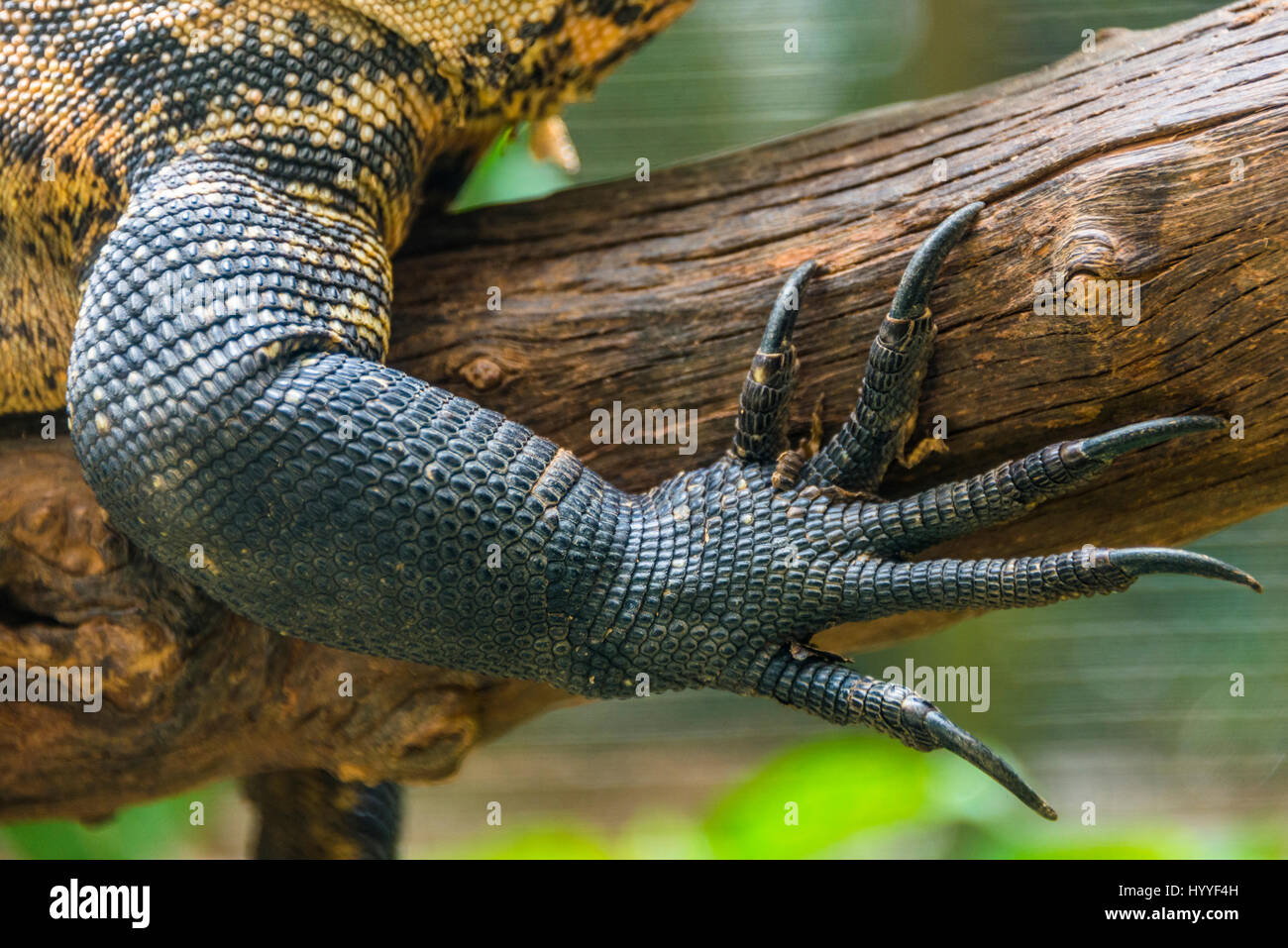 Forefoot claw of a monitor lizard (Varanus), Singapore Zoo, Singapore Stock Photo