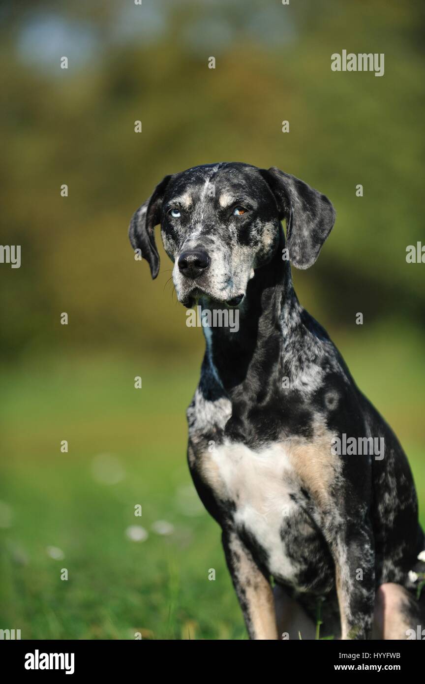 Louisiana Catahoula Leopard Dog Stock Photo - Alamy