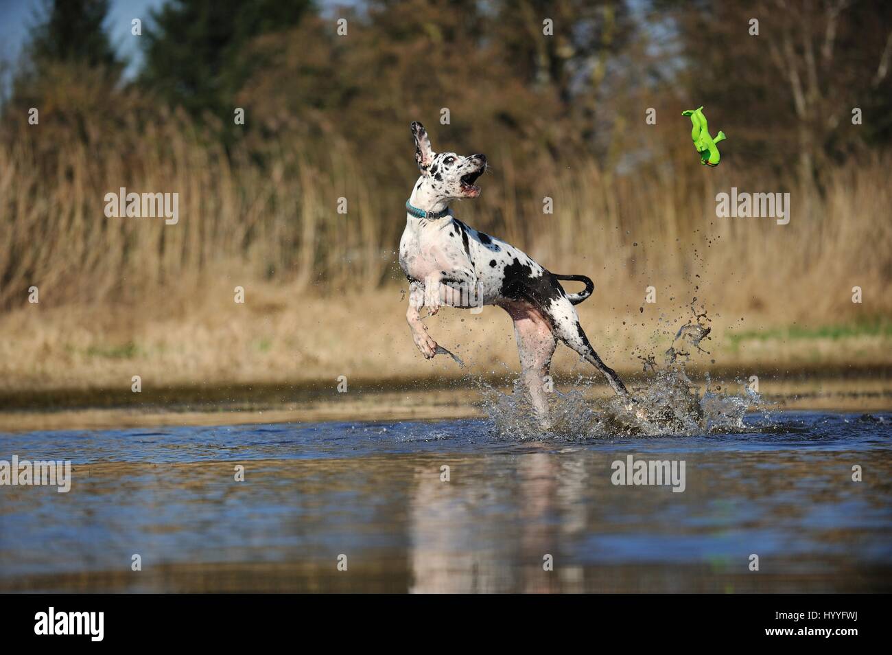 jumping Great Dane Stock Photo Alamy