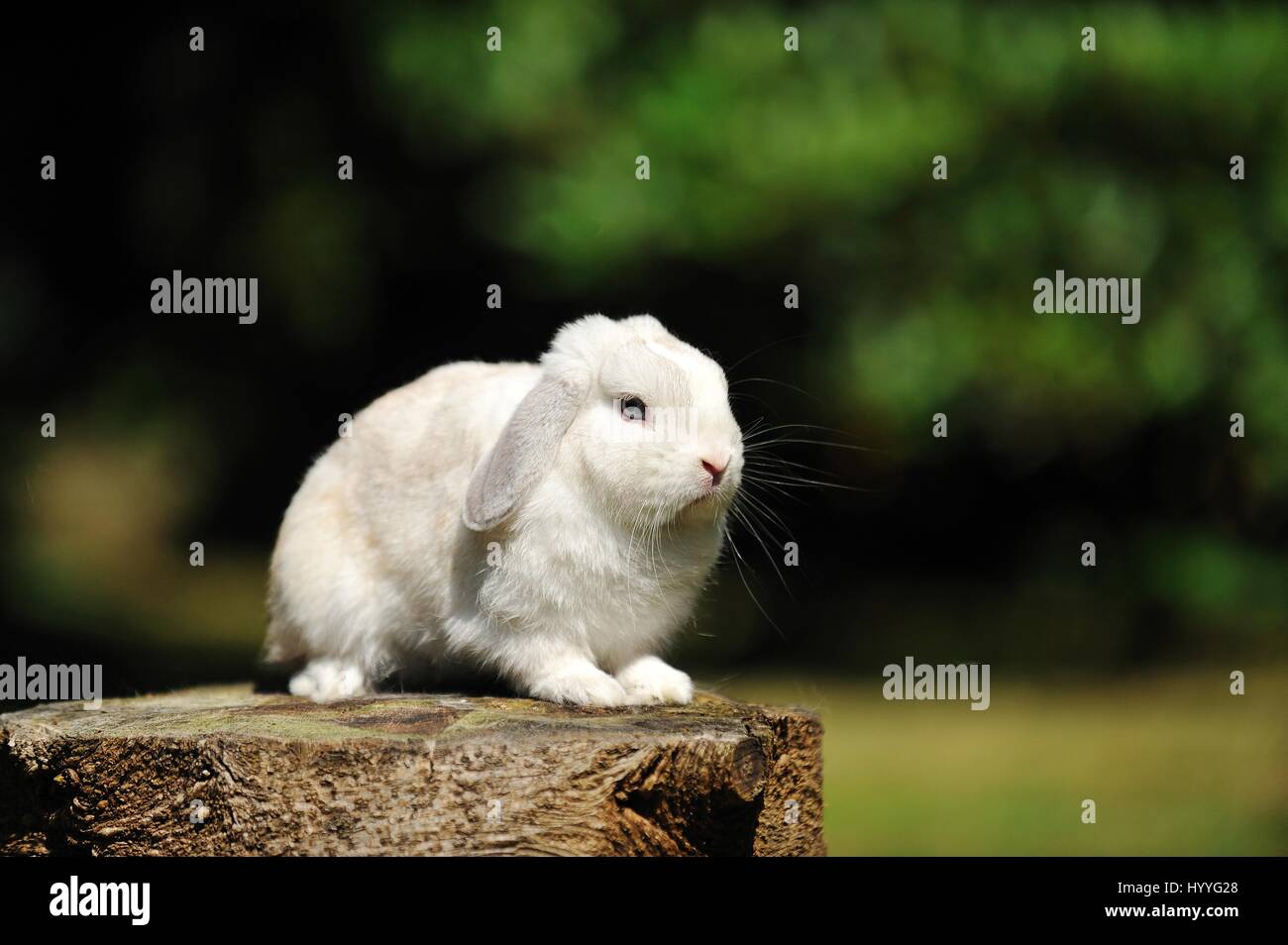 floppy-eared rabbit Stock Photo