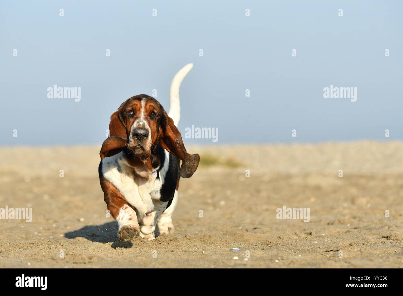 walking Basset Hound Stock Photo Alamy