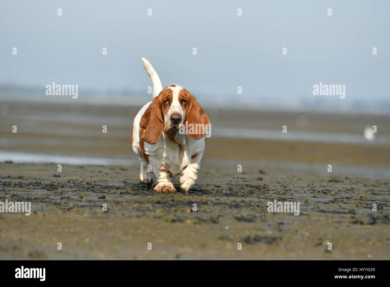 walking Basset Hound Stock Photo Alamy