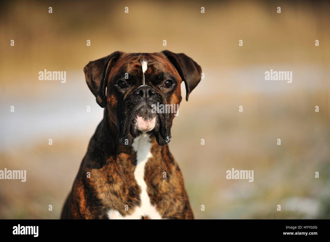 German Boxer Portrait Stock Photo - Alamy