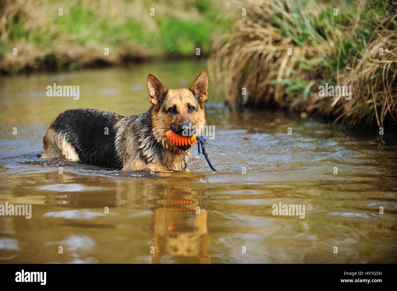 bathing German Shepherd Stock Photo Alamy