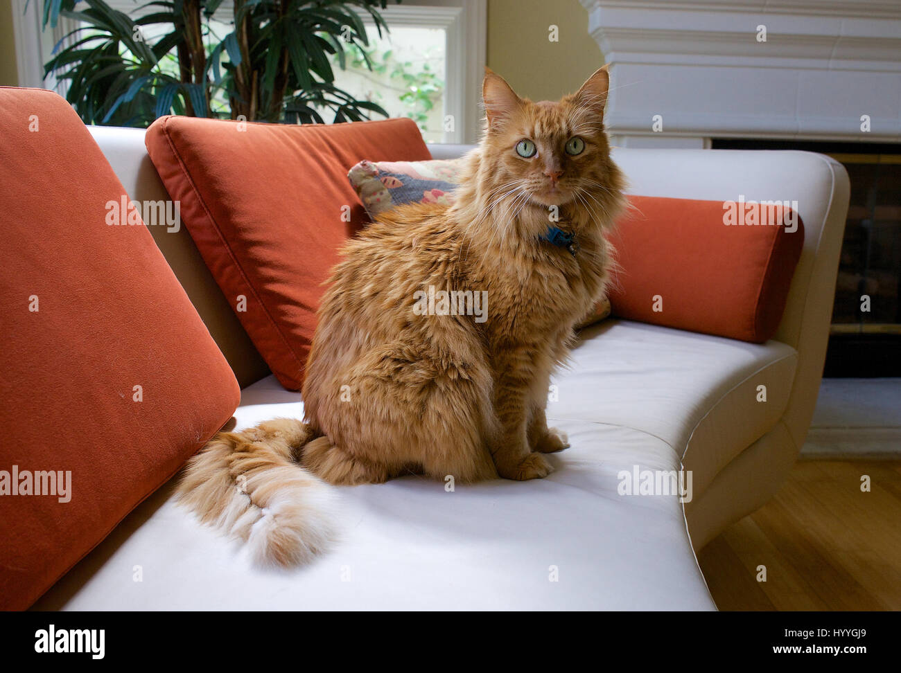 An orange house cat sitting on a modern leather chair. Stock Photo